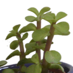 House of cactus Vetplanten mix 5.5 cm - 5x - in Mexicaanse pot (8720387961085)