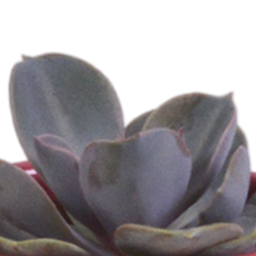 House of cactus Vetplanten mix 5.5 cm - 5x - in Mexicaanse pot (8720387961085)