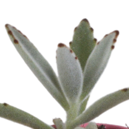 House of cactus Vetplanten mix 5.5 cm - 5x - in Mexicaanse pot (8720387961085)
