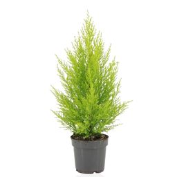 Cupressus Macrocarpa Goldcrest Wilma (28926)