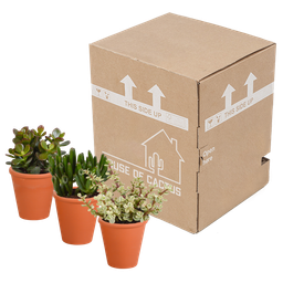 House of cactus Crassula mix 8.5 cm - 3x - in terracotta pot (8720387961276)