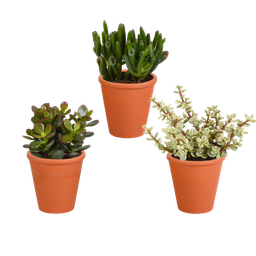 House of cactus Crassula mix 8.5 cm - 3x - in terracotta pot (8720387961276)