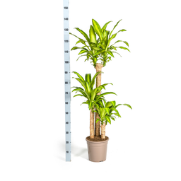Dracaena Fragrans Massangeana Ø24cm - ↕130 (4250308312893)