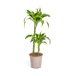 Dracaena Deremensis Dorado Ø19cm - ↕70 (4250308312688)