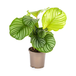 Calathea Orbifolia Ø17cm - ↕40 (4250308316433)