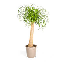 Beaucarnea Recurvata Stam Ø24cm - ↕80 (4250308312633)