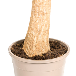 Beaucarnea Recurvata Stam Ø24cm - ↕80 (4250308312633)