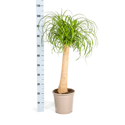 Beaucarnea Recurvata Stam Ø24cm - ↕80 (4250308312633)