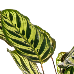 Calathea Makoyana Ø17cm - ↕40 (4250308316471)