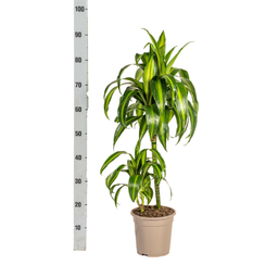 Dracaena Deremensis Hawaiian Sunshine Ø19cm - ↕70 (4250308312800)
