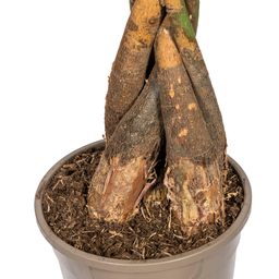 Pachira Aquatica Ø24cm - ↕120 (4250308315269)