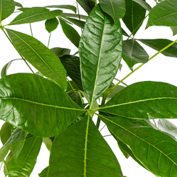 Pachira Aquatica Ø24cm - ↕120 (4250308315269)
