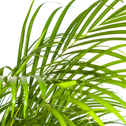 Dypsis Areca Lutescens Ø24cm - ↕120 (4250308315016)