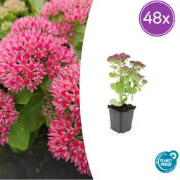 Garden basics 48x Sedum 'Herbstfreude' - ↕10-25cm - Ø9cm (50601)