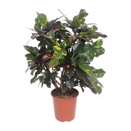 Codiaeum Magnificent (Croton Magnificent) (18238)