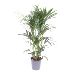 Howea Forsteriana (10207)