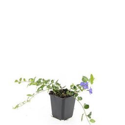 Garden basics 48x Vinca minor 'Ralph Shugert' - ↕10-25cm - Ø9cm (50638)