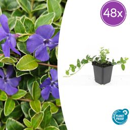 Garden basics 48x Vinca minor 'Argenteovariegata' - ↕10-25cm - Ø9cm (50628)