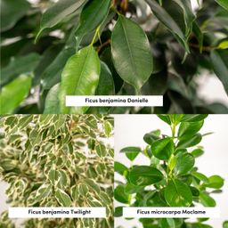 Ficus Benjamina Danielle - Ficus Benjamina Twilight - Ficus Microcarpa Moclame (8720955320061)