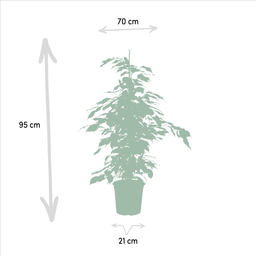 Ficus Benjamina Danielle - Ficus Benjamina Twilight - Ficus Microcarpa Moclame (8720955320061)