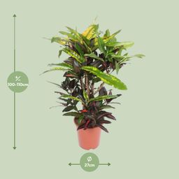 Codiaeum Mango (Croton Mango) (18254)