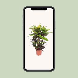 Codiaeum Mango (Croton Mango) (18254)