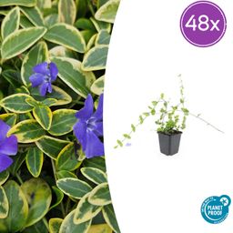 Garden basics 48x Vinca minor 'Blue and Gold' - ↕10-25cm - Ø9cm (50632)