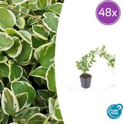 Garden basics 48x Vinca major 'Variegata' - ↕10-25cm - Ø9cm (50626)