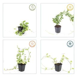 Garden basics 24x Vinca major 'Variegata' - ↕10-25cm - Ø9cm (50625)