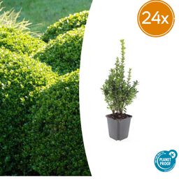 Garden basics 24x Buxus Sempervirens - ↕10-25cm - Ø9cm (50639)