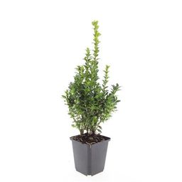 Garden basics 24x Buxus Sempervirens - ↕10-25cm - Ø9cm (50639)