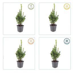 Garden basics 24x Buxus Sempervirens - ↕10-25cm - Ø9cm (50639)