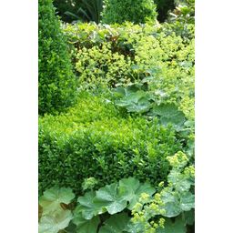 Garden basics 24x Buxus Sempervirens - ↕10-25cm - Ø9cm (50639)
