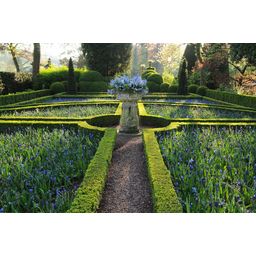 Garden basics 24x Buxus Sempervirens - ↕10-25cm - Ø9cm (50639)