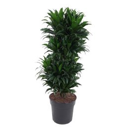 Dracaena Compacta Vertakt P27 (22249)