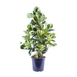 Clusia Rosea White Star (12628)