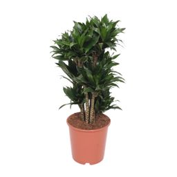 Dracaena Compacta (11037)