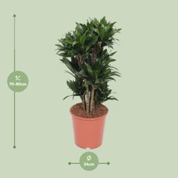 Dracaena Compacta (11037)