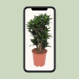 Dracaena Compacta (11037)