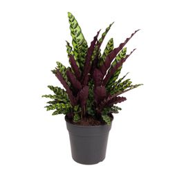 Calathea Lancifolia (12097)