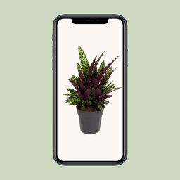 Calathea Lancifolia (12097)