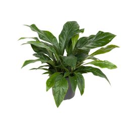 Anthurium Jungle Bush (12167)