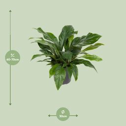 Anthurium Jungle Bush (12167)