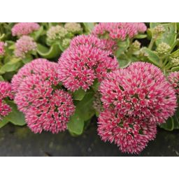 Garden basics 24x Sedum 'Herbstfreude' - ↕10-25cm - Ø9cm (50599)