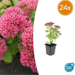 Garden basics 24x Sedum 'Herbstfreude' - ↕10-25cm - Ø9cm (50599)