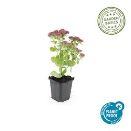 Garden basics 24x Sedum 'Herbstfreude' - ↕10-25cm - Ø9cm (50599)