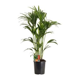 Howea Forsteriana (18057)