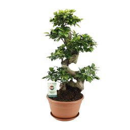 Ficus Ginseng (20639)