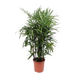 Rhapis Excelsa (10967)