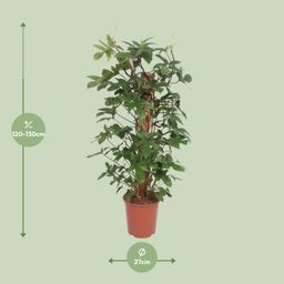 Philodendron Pedatum (11013)